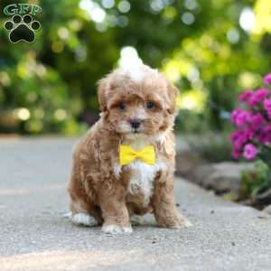 Brady, Cavapoo Puppy
